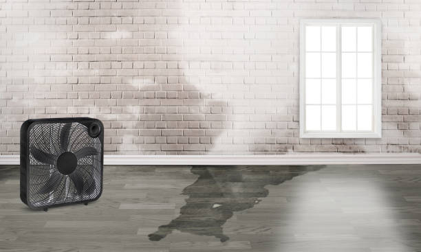 Best Flood restoration services  in Jordan, MN